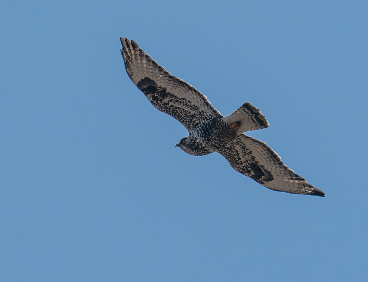 Rough-legged Hawk - ML615781487