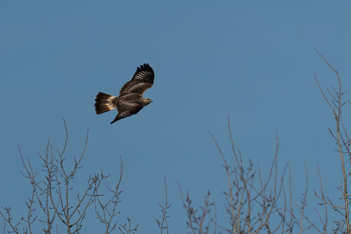 Rough-legged Hawk - ML615781488