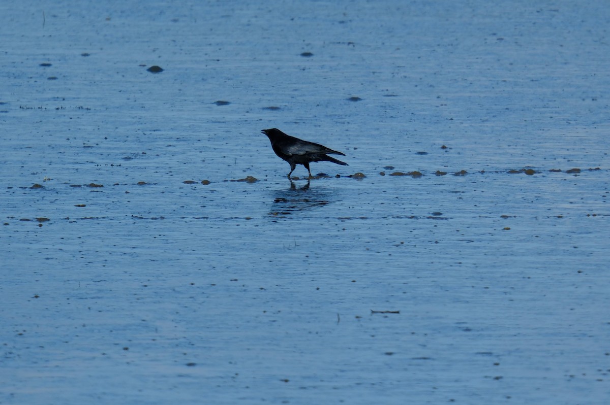 American Crow - ML615781494