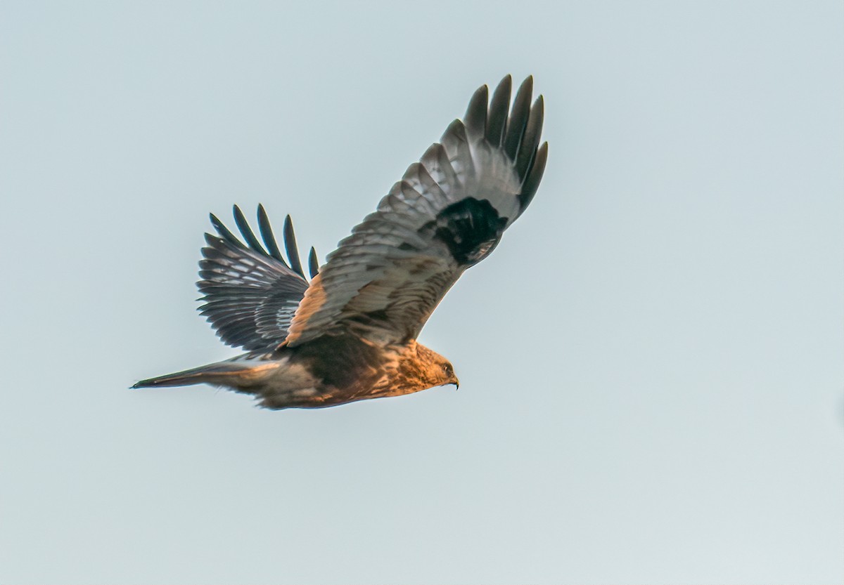 Rough-legged Hawk - ML615781511