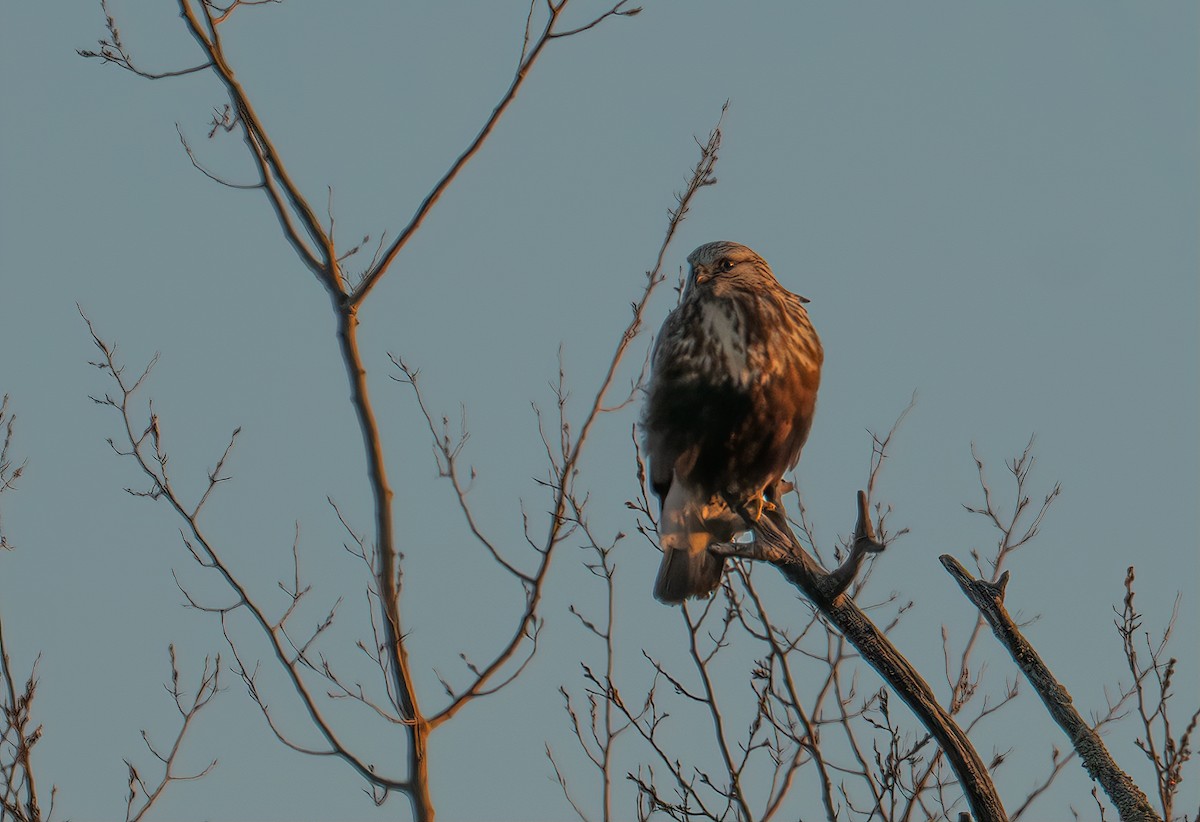 Rough-legged Hawk - ML615781512