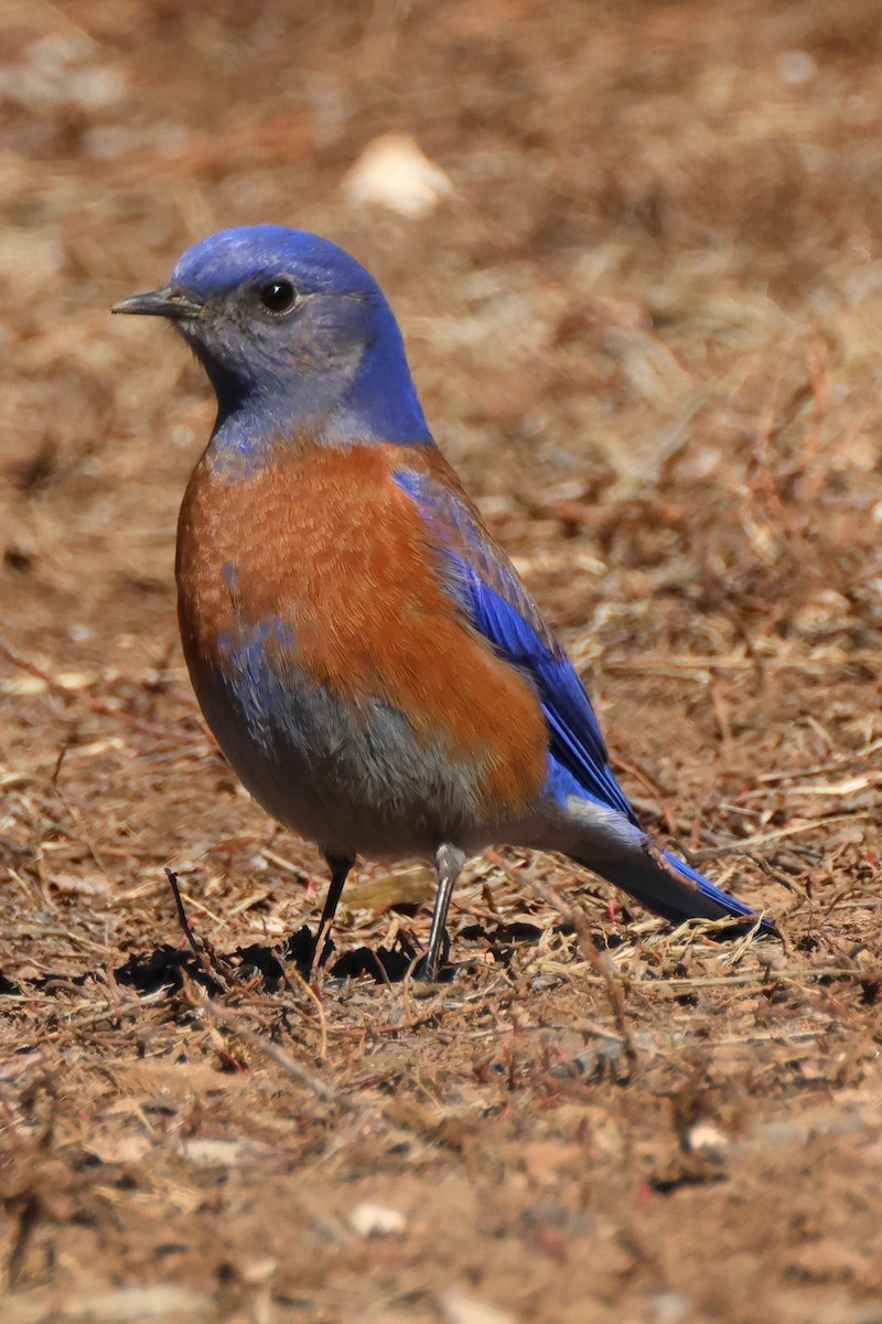 Western Bluebird - Mark Miller