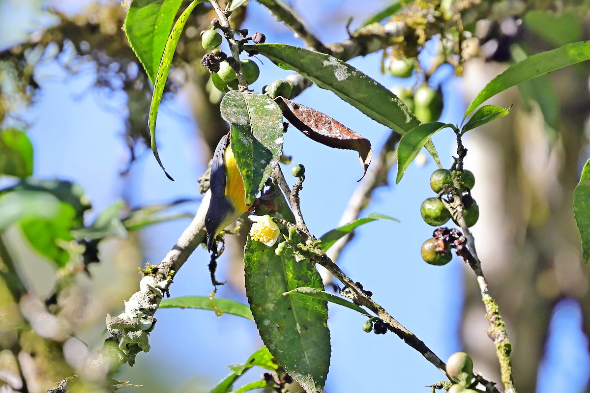 Orange-bellied Flowerpecker - Chih-Wei(David) Lin