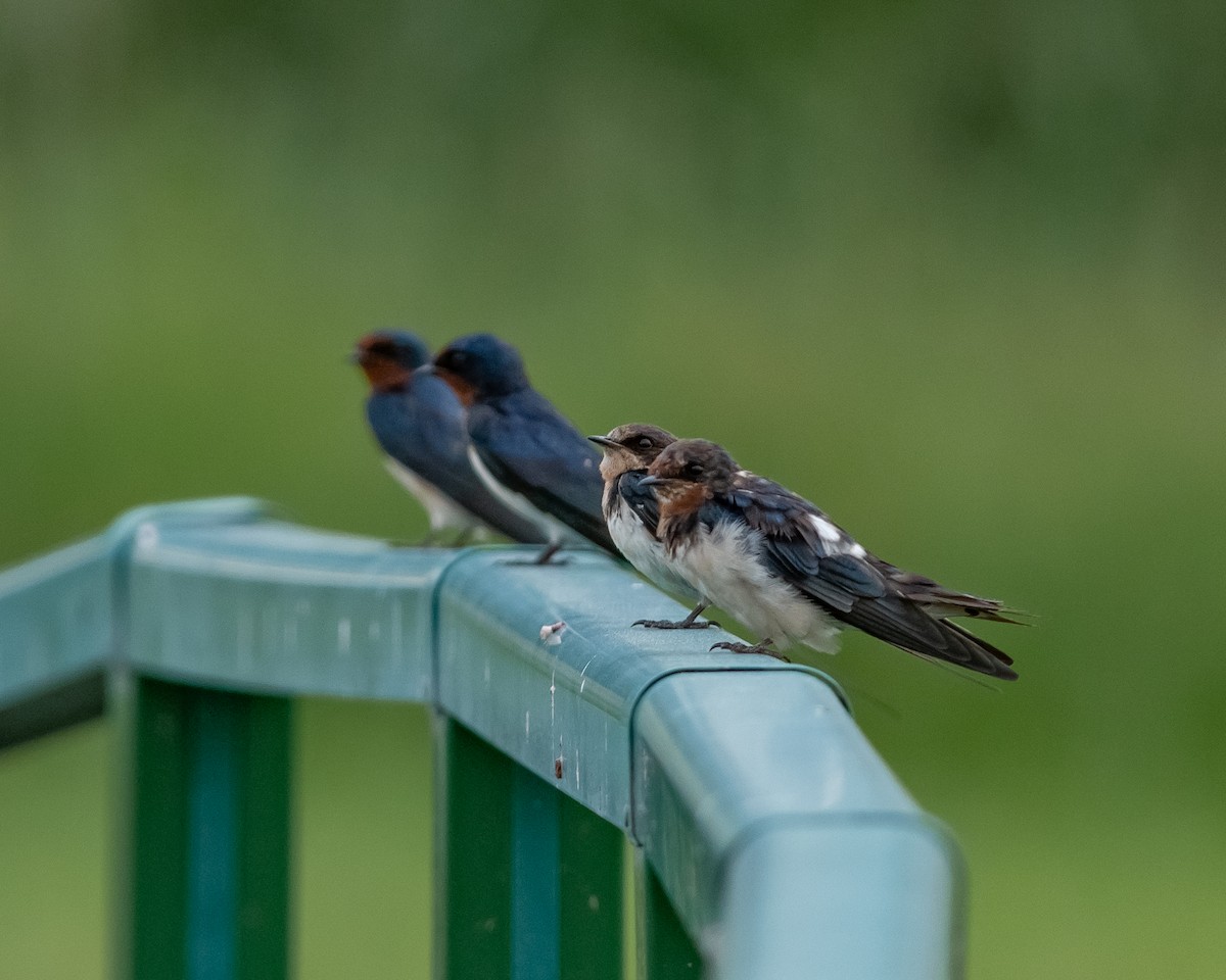 Barn Swallow - ML615781599