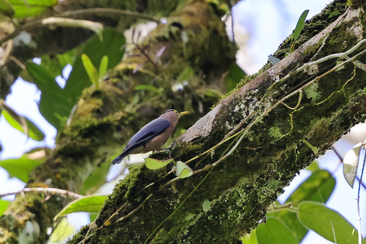 Sulphur-billed Nuthatch - Chih-Wei(David) Lin