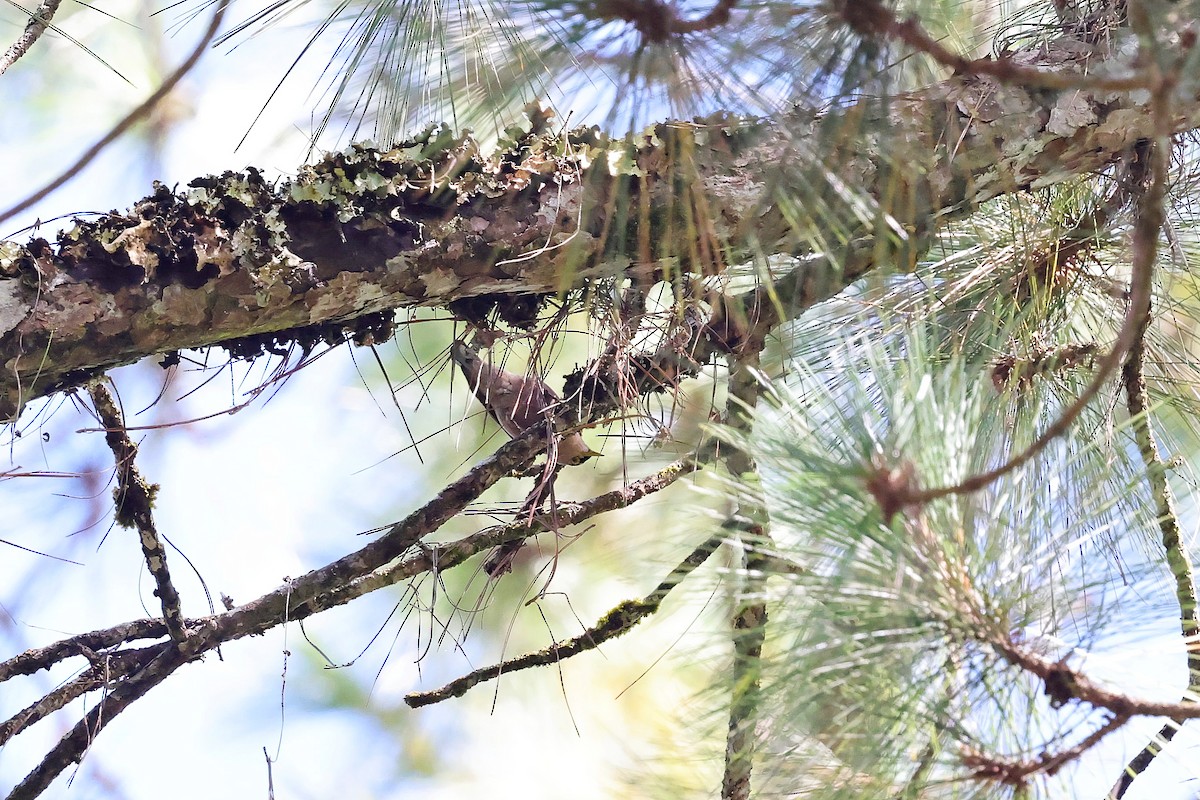 Sulphur-billed Nuthatch - ML615781615