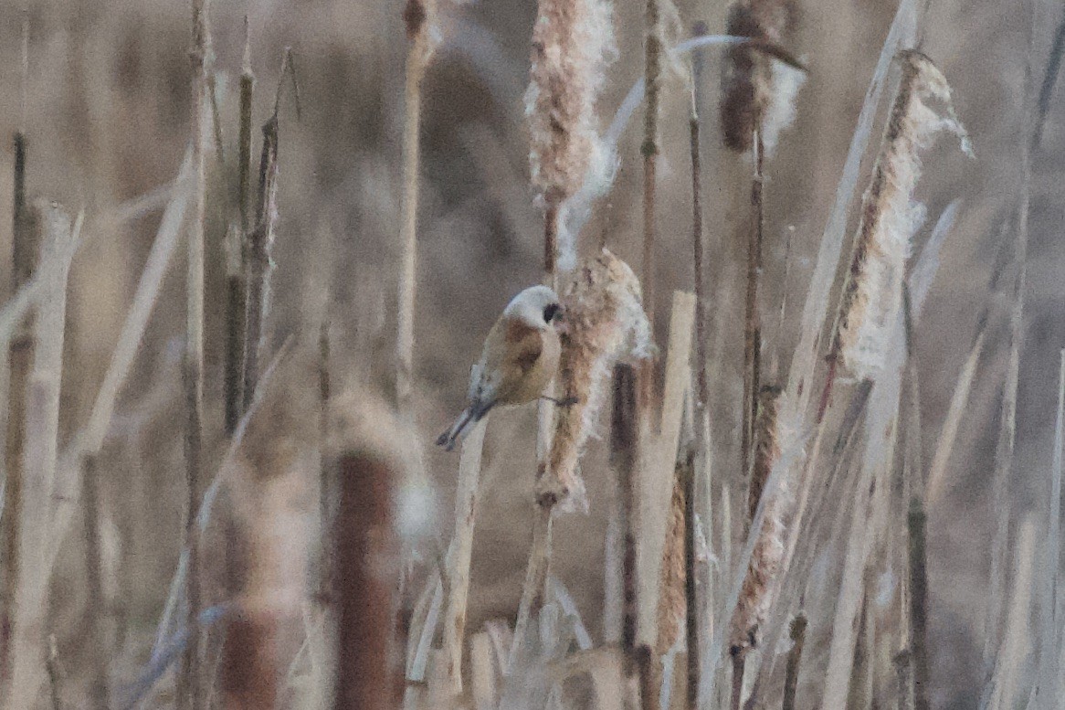 Eurasian Penduline-Tit - ML615781697