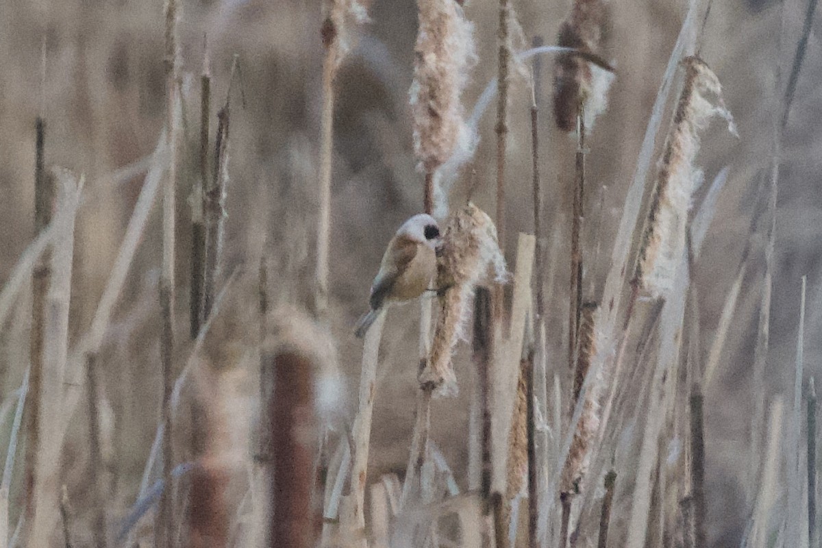 Eurasian Penduline-Tit - ML615781698