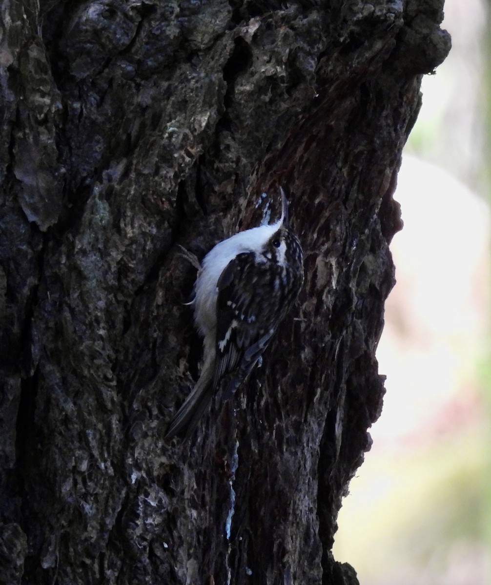 Brown Creeper - ML615781710