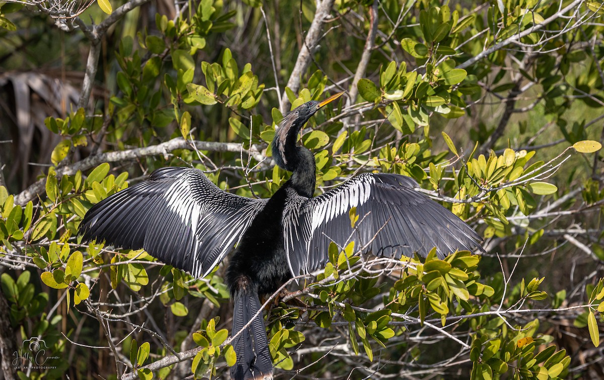 Anhinga - ML615781766