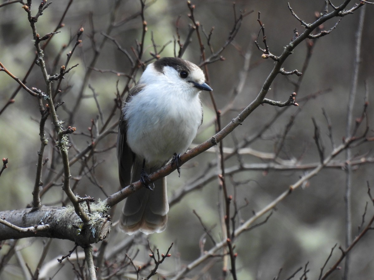 Canada Jay - ML615781772