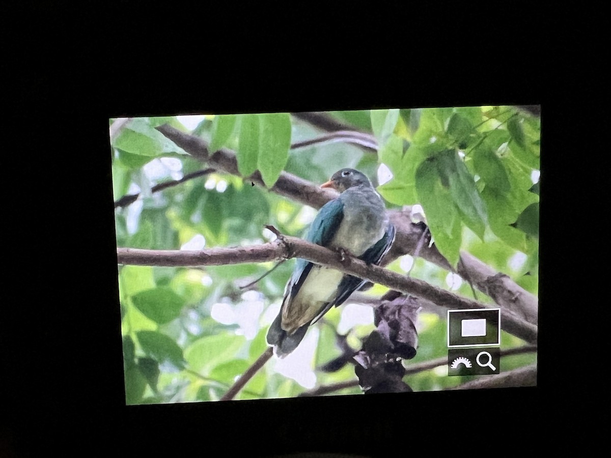 Jambu Fruit-Dove - ML615781773