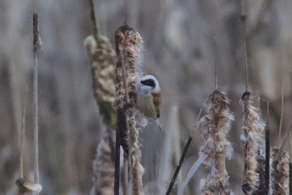 Eurasian Penduline-Tit - ML615781781