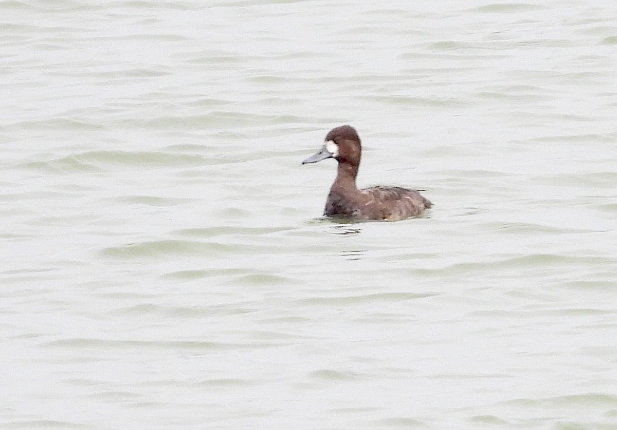 Lesser Scaup - Christine Rowland