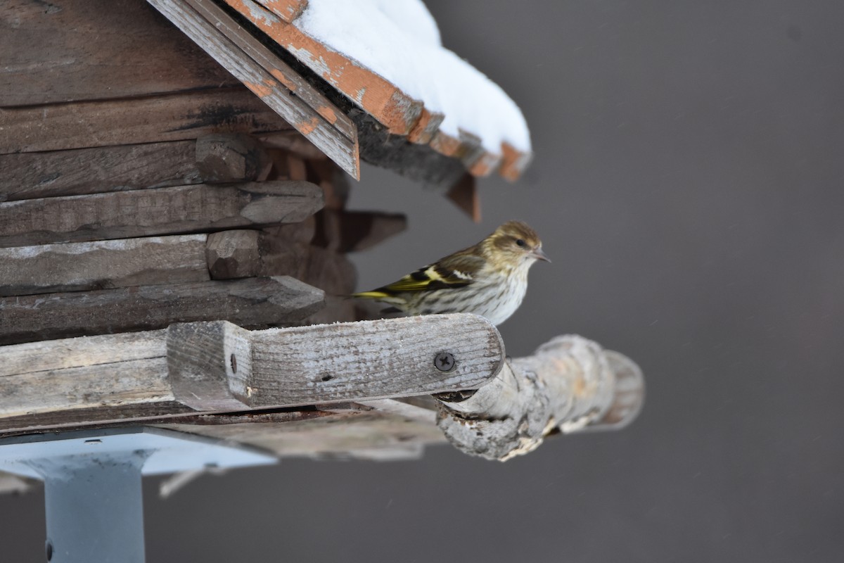 Pine Siskin - ML615781792