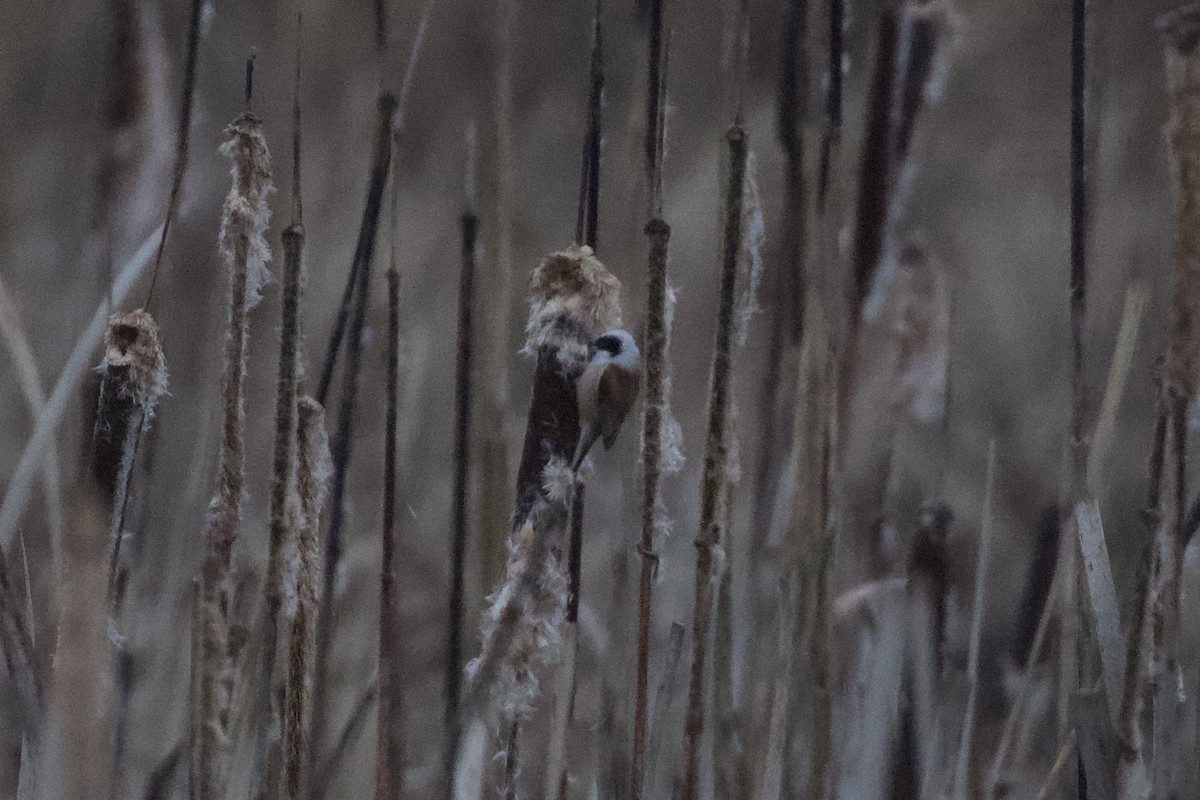 Eurasian Penduline-Tit - Thomas Doebel