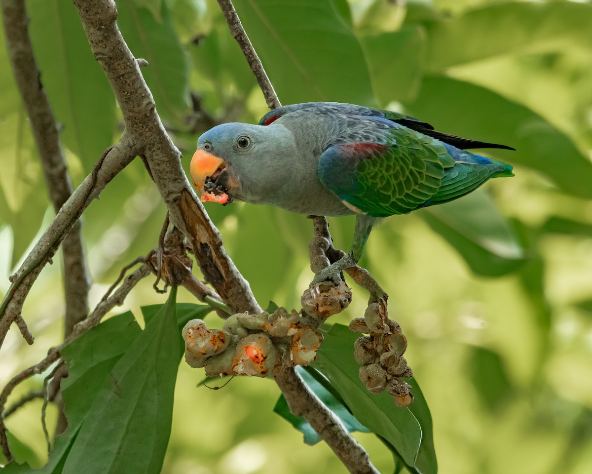 Blue-rumped Parrot - Yan Ze Ng