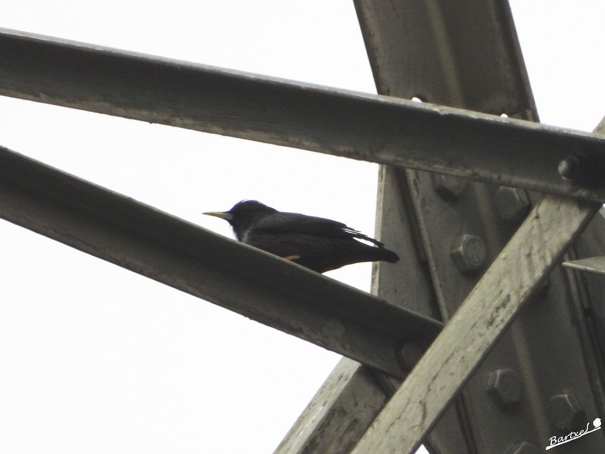 Spotless Starling - ML615781883