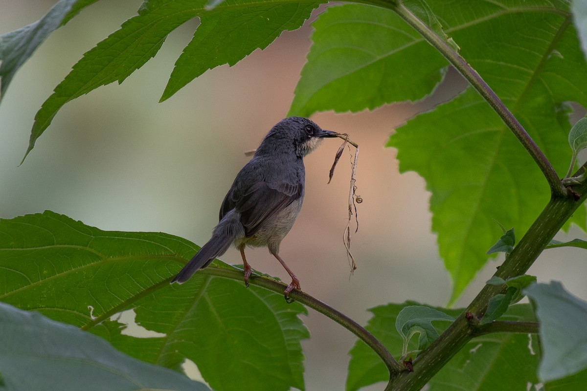 White-chinned Prinia - ML615781893