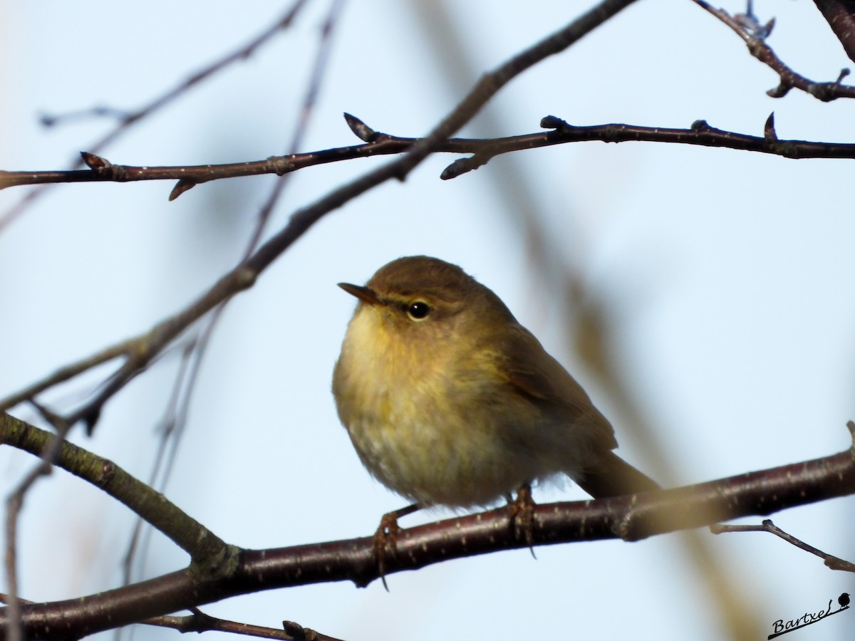 Common Chiffchaff - ML615781950