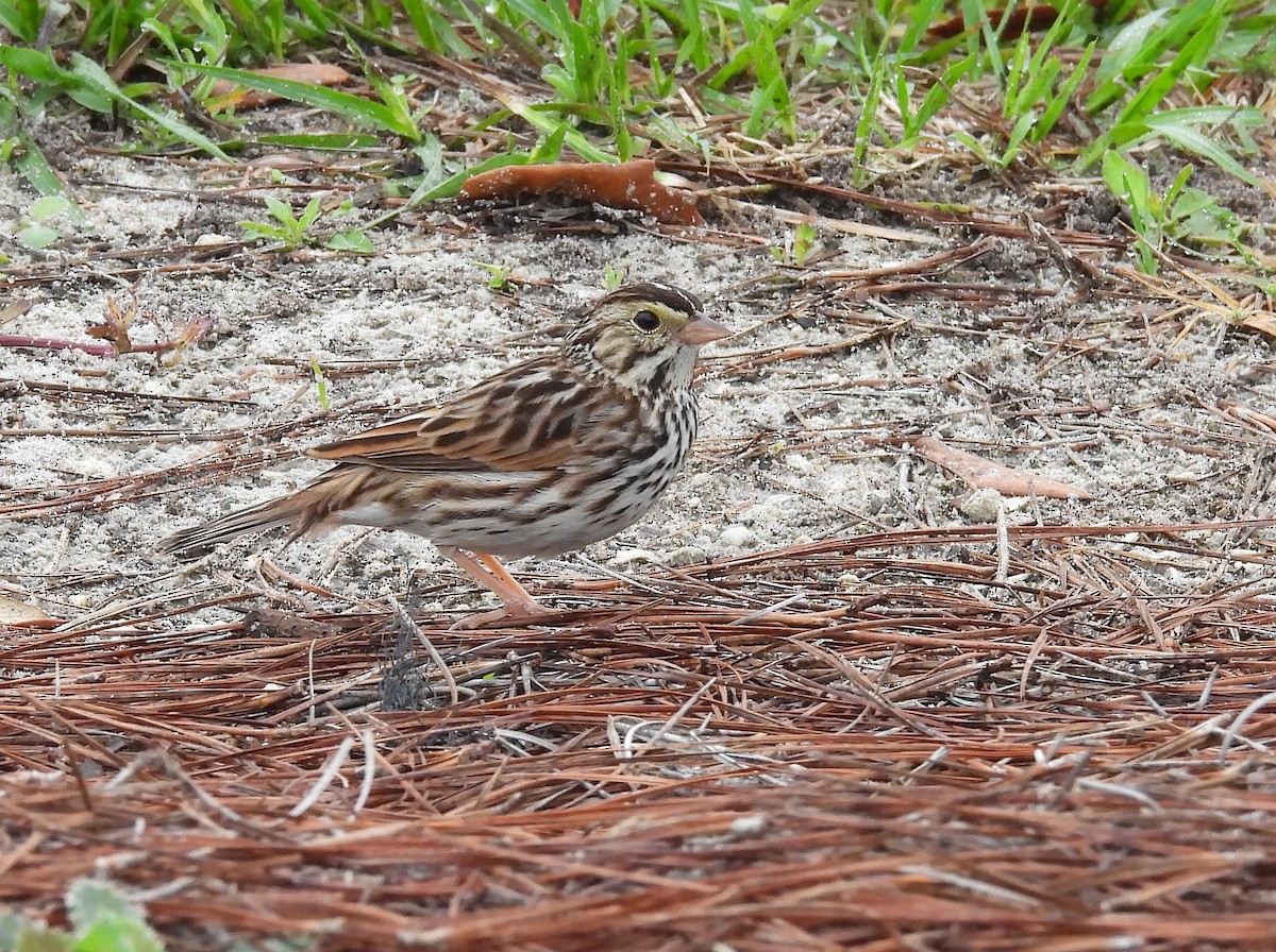 Savannah Sparrow - Christine Rowland