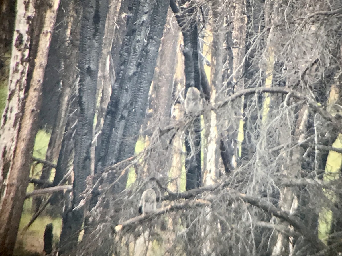 Great Gray Owl - ML615781968