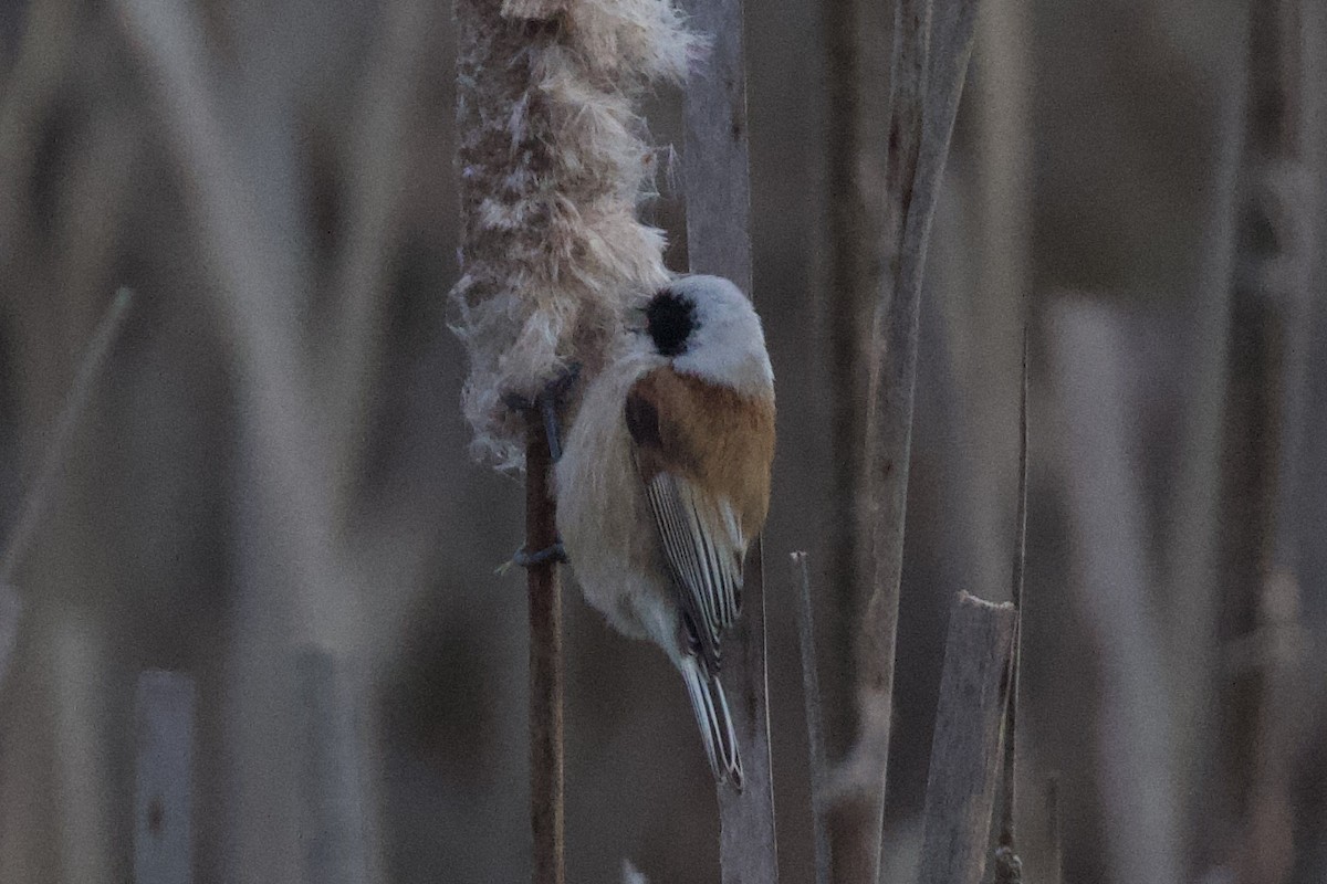 Eurasian Penduline-Tit - ML615782047