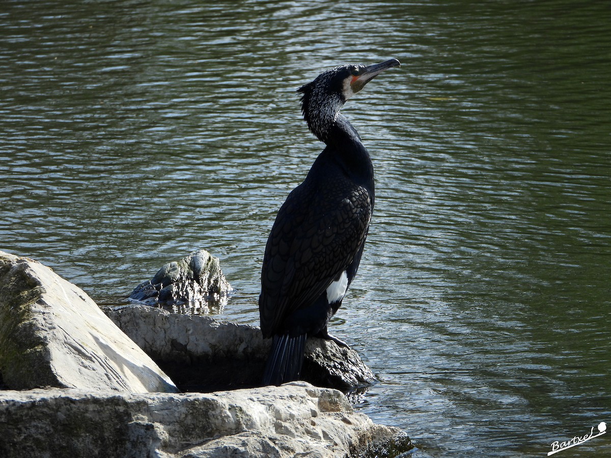 Great Cormorant - ML615782058