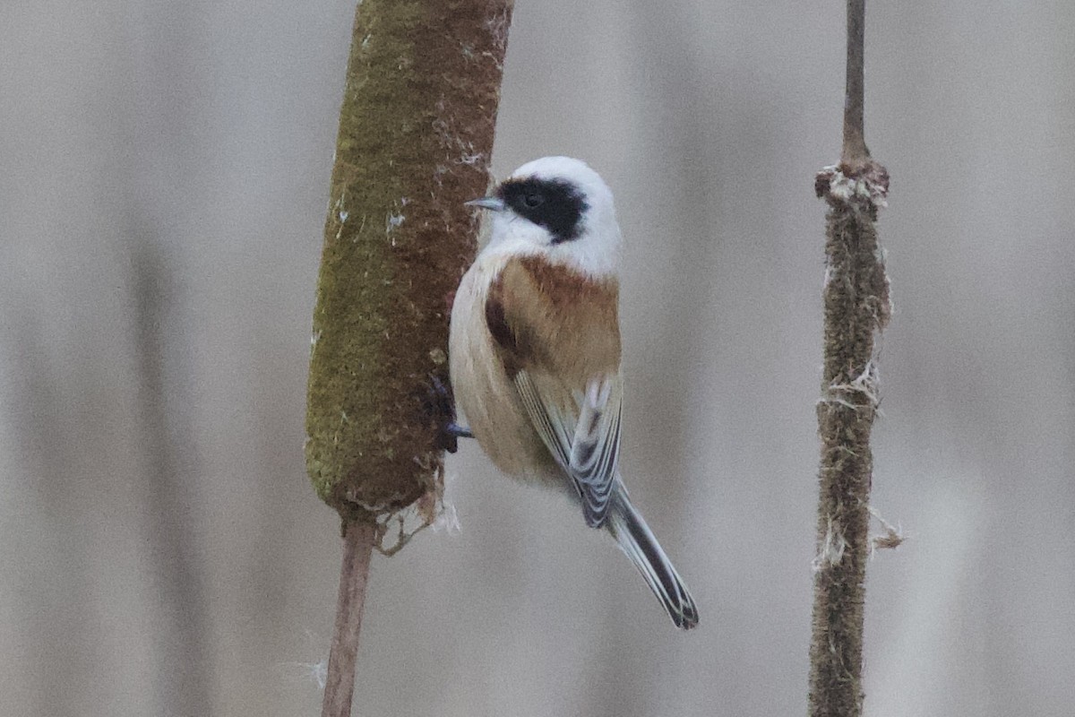 Eurasian Penduline-Tit - ML615782084