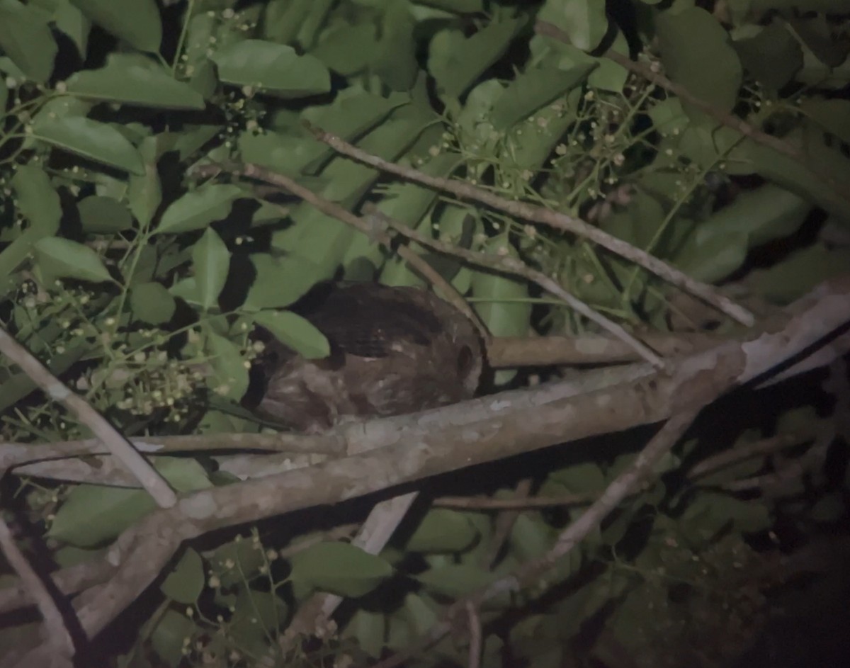 Collared Scops-Owl - ML615782114