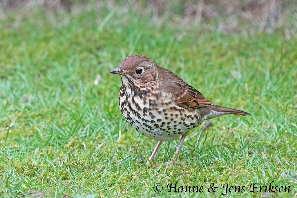 Song Thrush - ML615782124