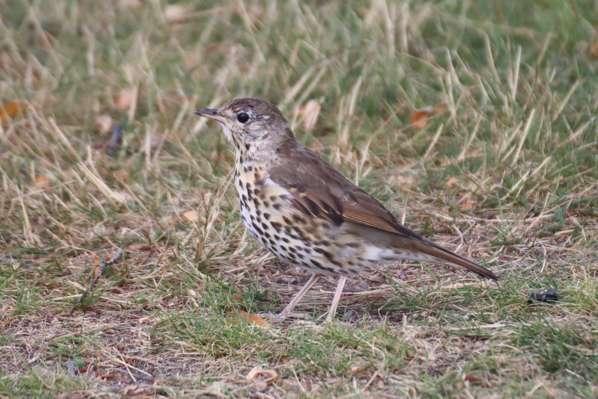 Song Thrush - ML615782126