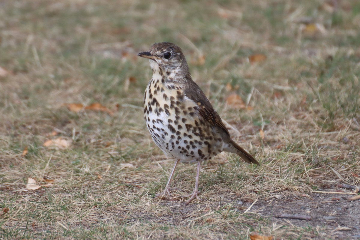 Song Thrush - ML615782127