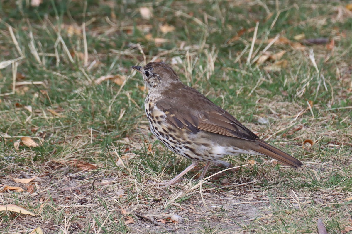 Song Thrush - Kathy Mihm Dunning