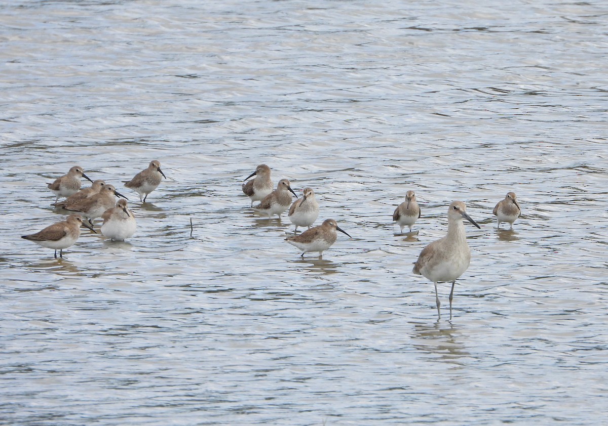 Alpenstrandläufer - ML615782155