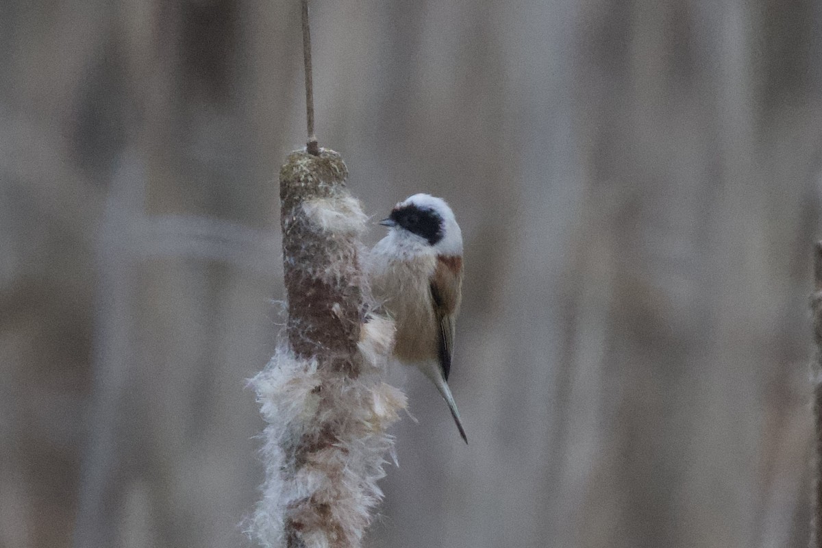 Eurasian Penduline-Tit - ML615782220