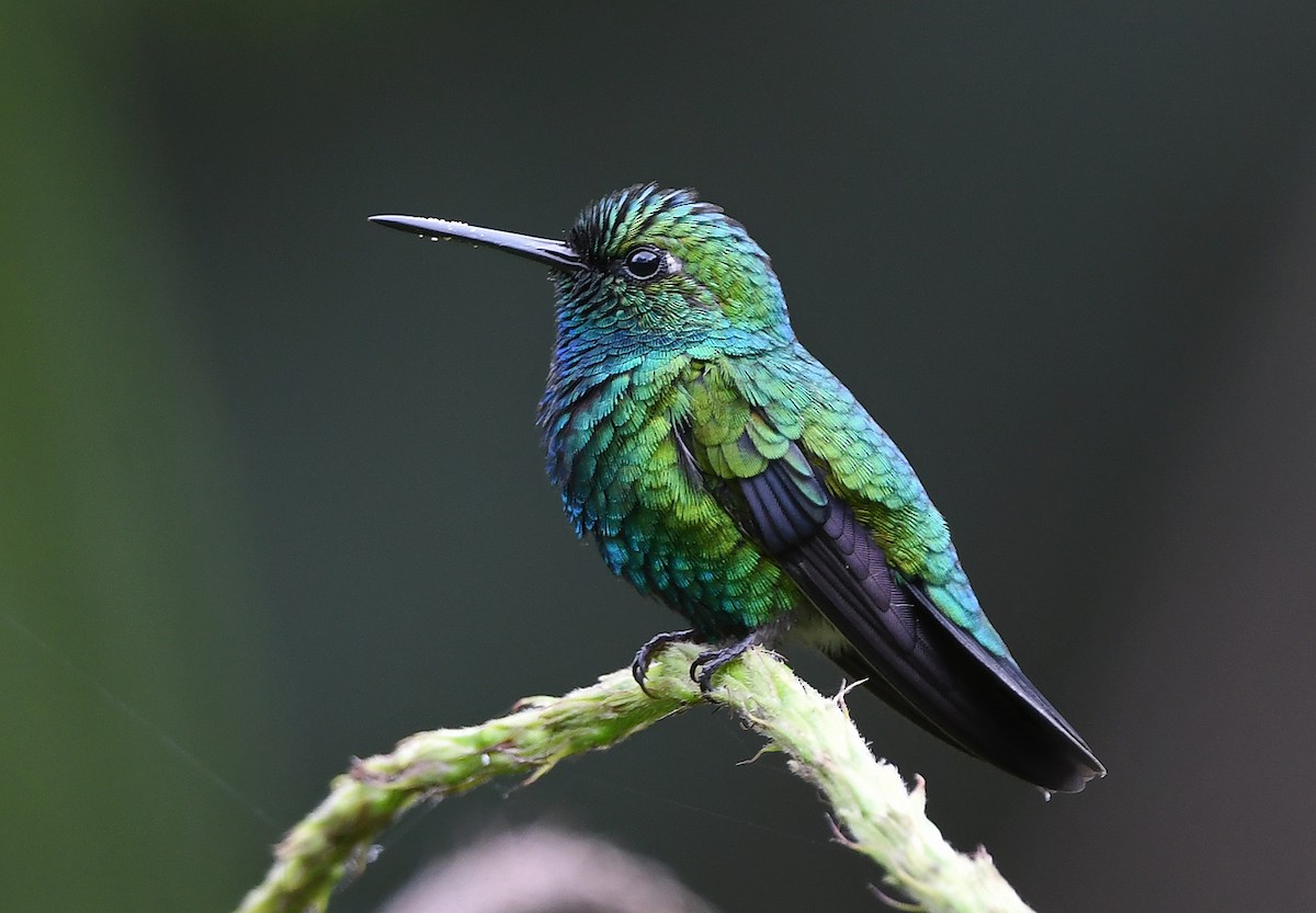 kolibřík modroocasý - ML615782326