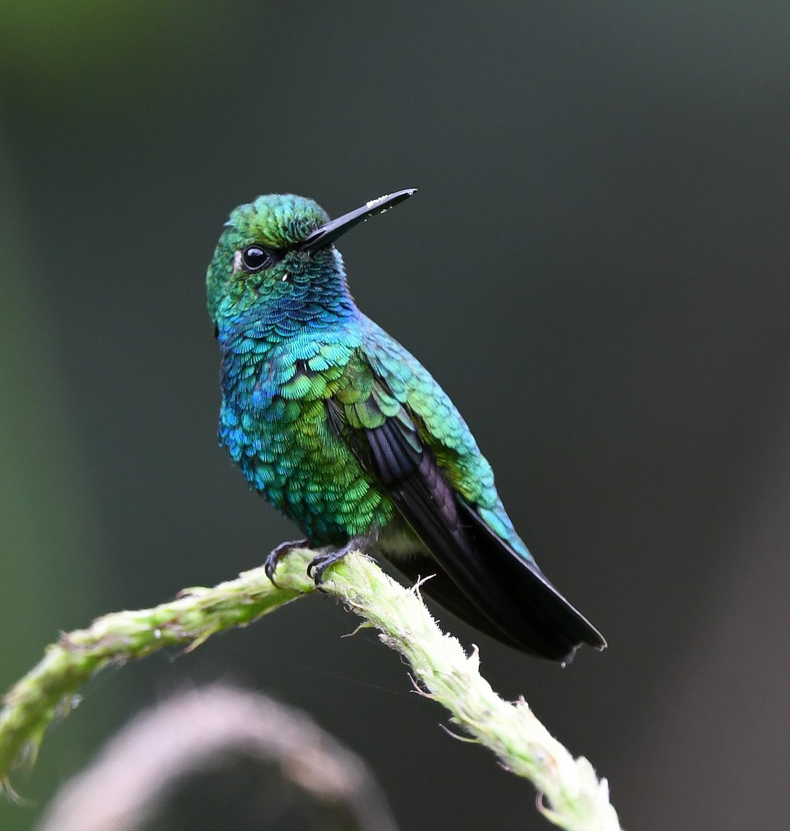 kolibřík modroocasý - ML615782327