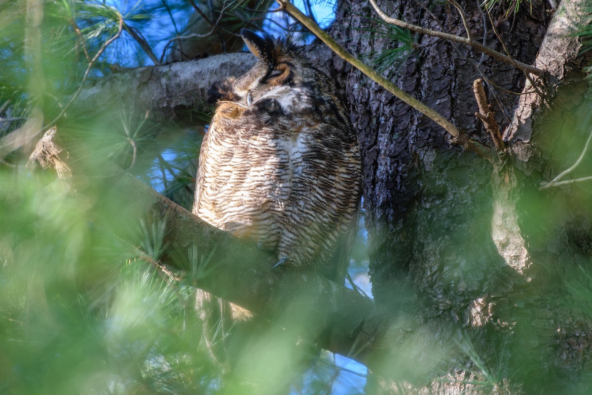 Great Horned Owl - ML615782340