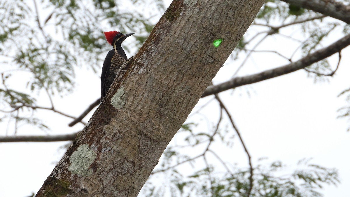 Lineated Woodpecker - Andy Buchsbaum