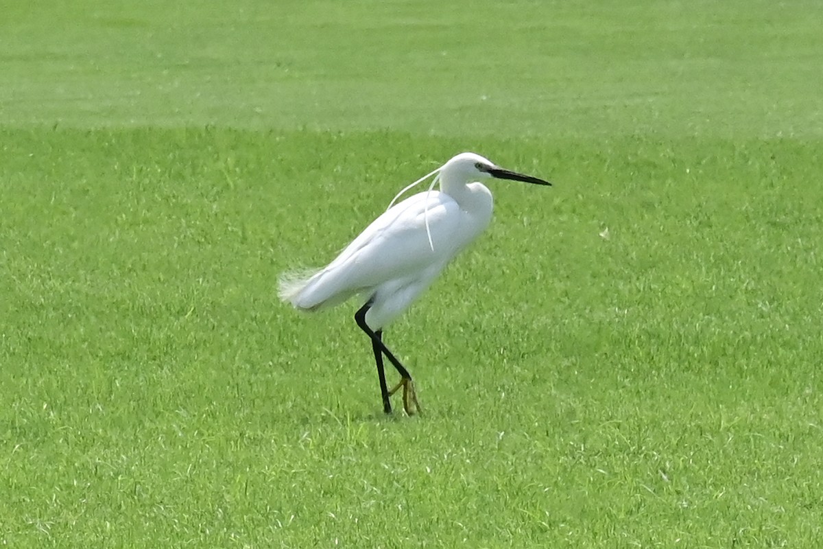 Little Egret - ML615782535