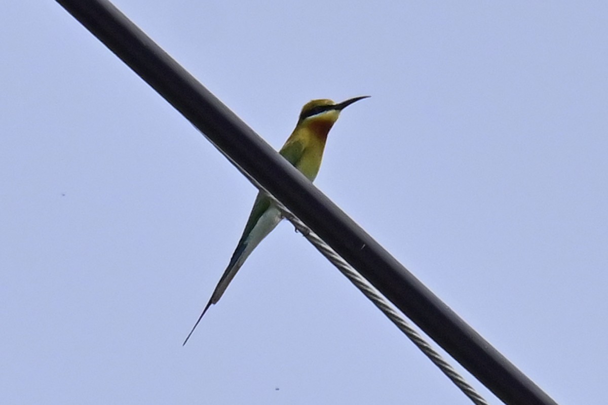 Blue-tailed Bee-eater - ML615782549