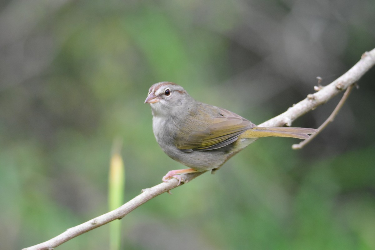 Olive Sparrow - ML615782551