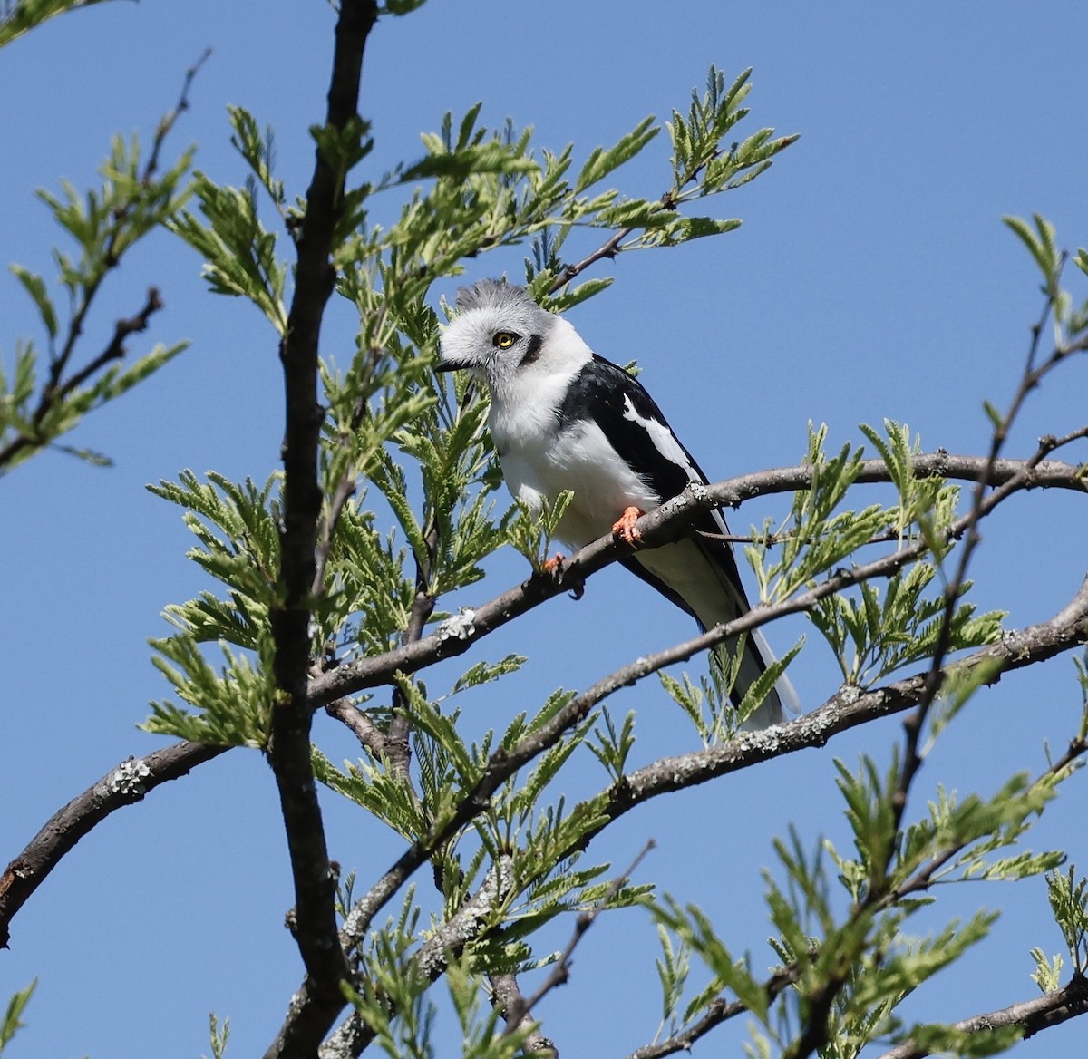 Gray-crested Helmetshrike - Jan Hansen