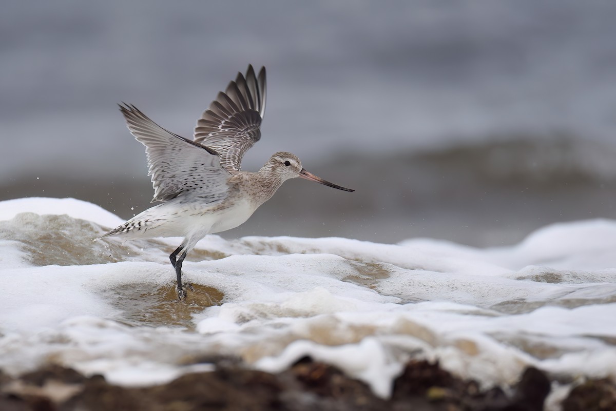 Bar-tailed Godwit - ML615782616