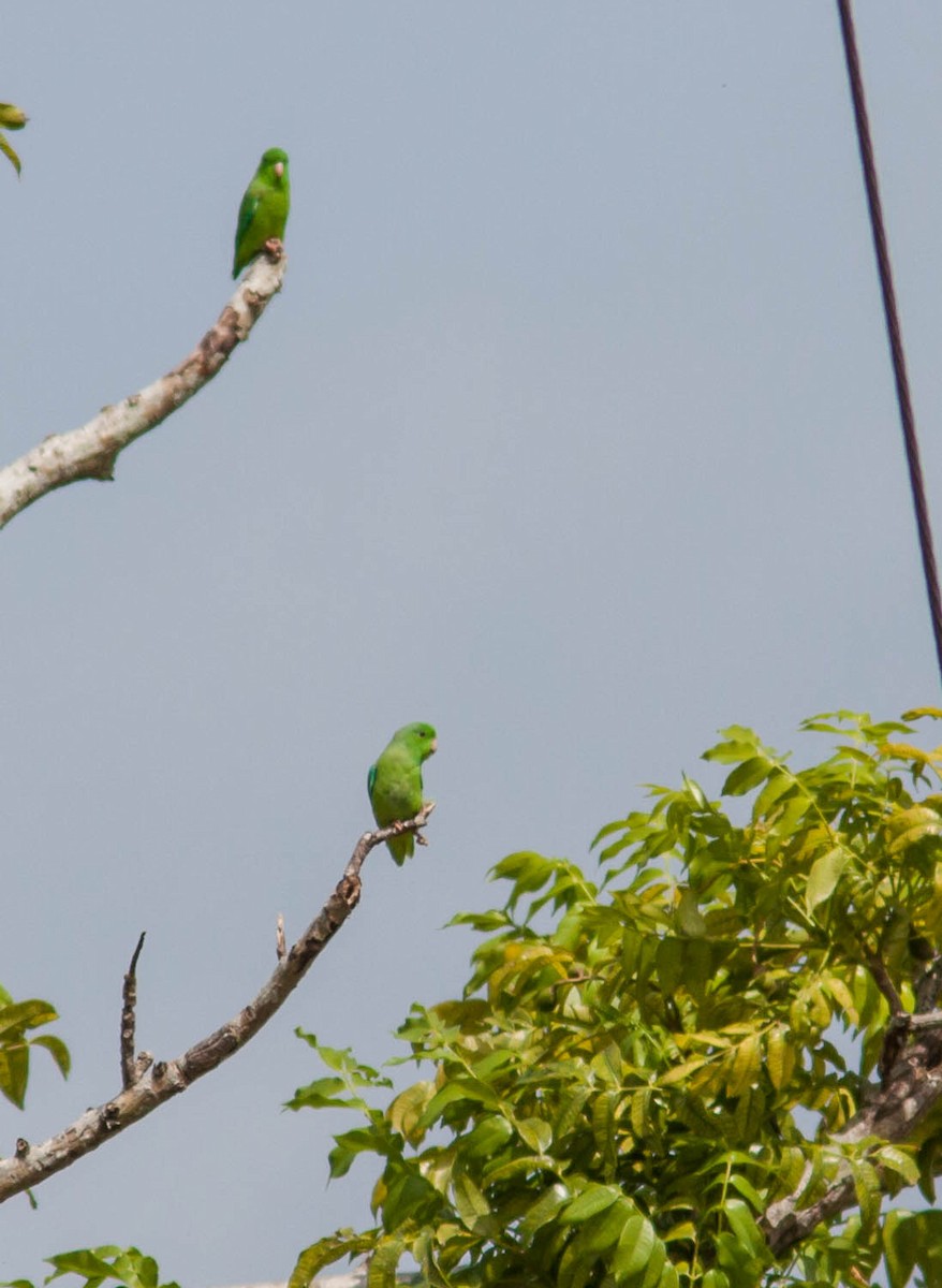 Yeşil Sokumlu Serçe Papağanı - ML615782617