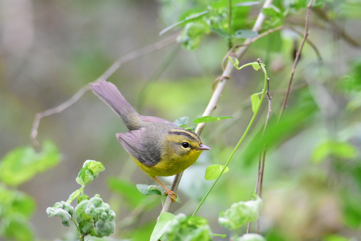 Golden-crowned Warbler - ML615782640