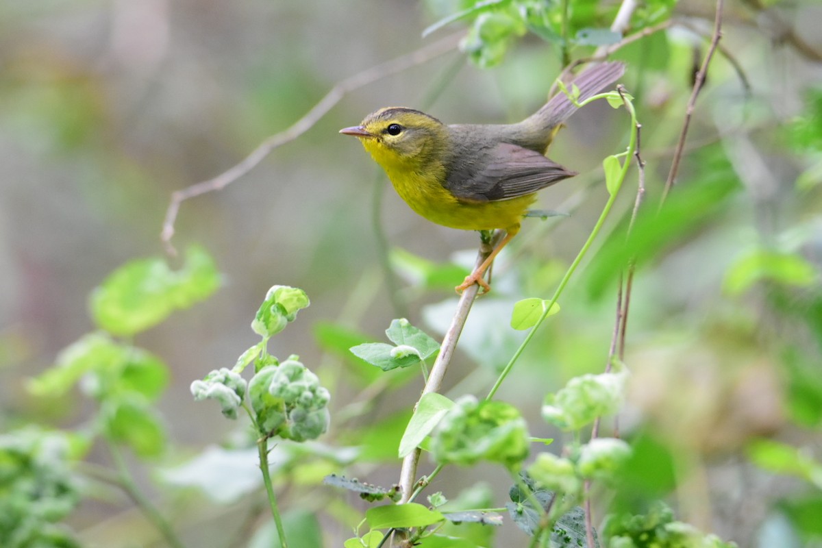 Golden-crowned Warbler - ML615782641