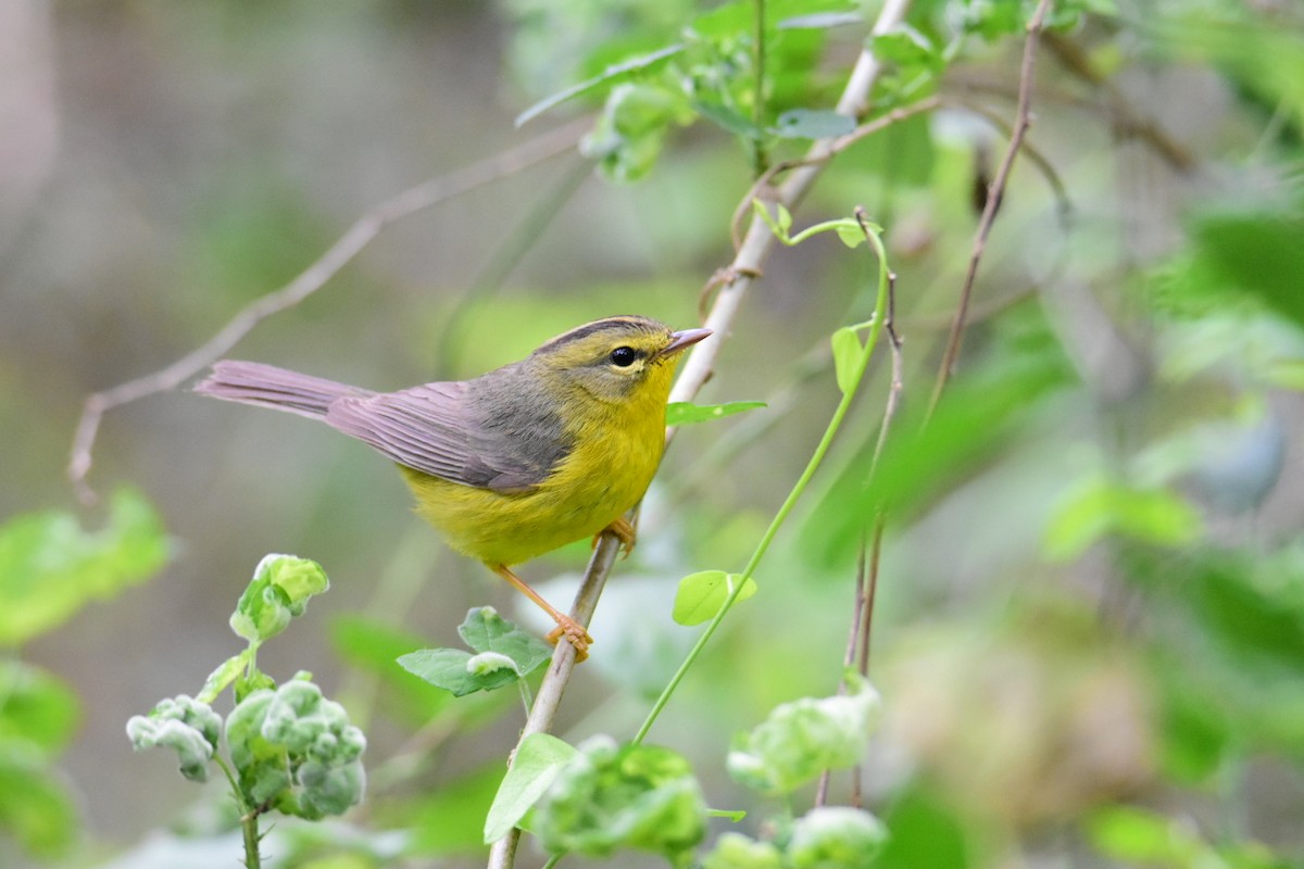 Golden-crowned Warbler - ML615782643