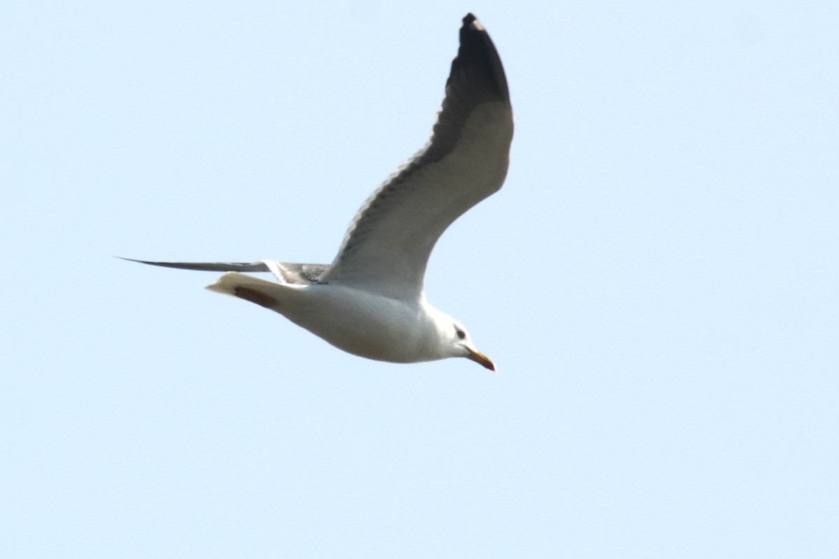 Lesser Black-backed Gull - ML615782645